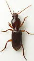 Stenomorphus californicus - photo 5