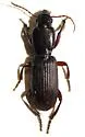 Stenomorphus convexior