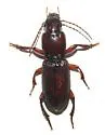 Stenomorphus convexior - photo 2