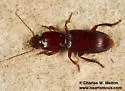 Stenomorphus convexior - photo 3