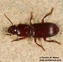 Stenomorphus convexior - photo 4