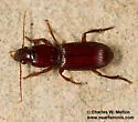 Stenomorphus convexior - photo 5