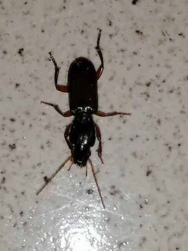 Stenomorphus sinaloae - photo 2