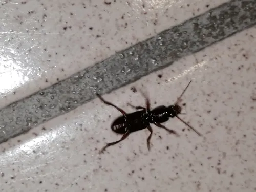 Stenomorphus sinaloae - photo 4