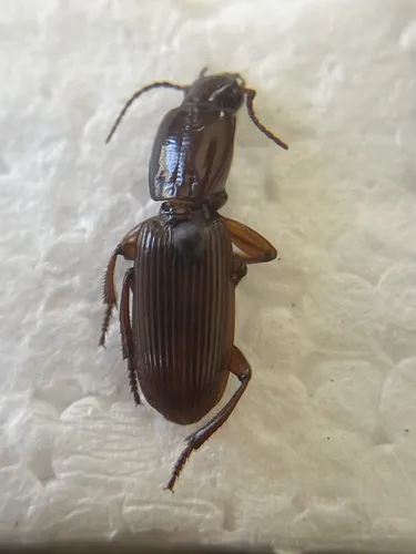 Stenomorphus sinaloae - photo 5