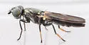 Stenomyia hendeli - photo 4
