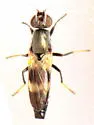 Stenomyia hendeli - photo 5