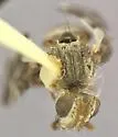 Stenopa affinis - photo 2
