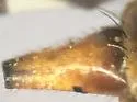 Stenopa affinis - photo 5