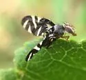 Stenopa vulnerata - photo 2