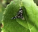 Stenopa vulnerata - photo 3
