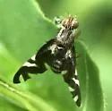 Stenopa vulnerata - photo 4
