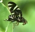 Stenopa vulnerata - photo 5