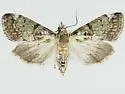 Stenopaschia trichopteris - Hodges#5621.2