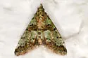 Stenopaschia trichopteris - Hodges#5621.2 - photo 2