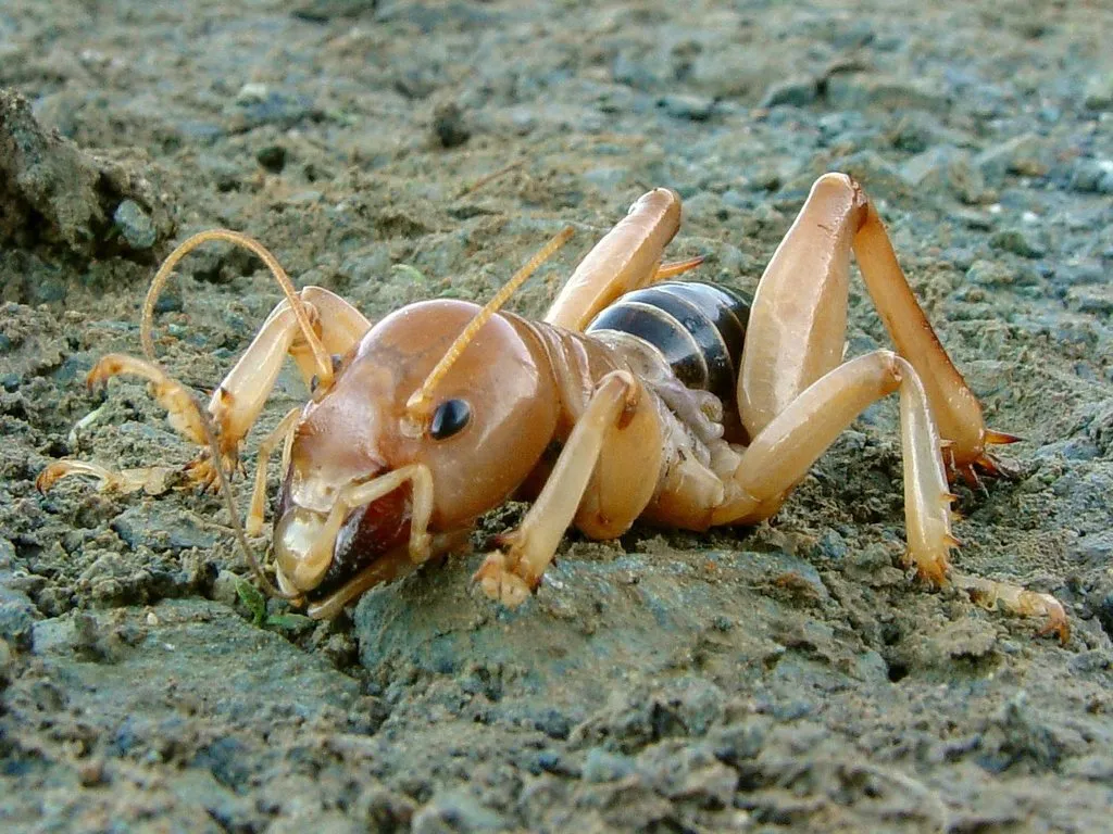 Jerusalem Crickets - Stenopelmatidae