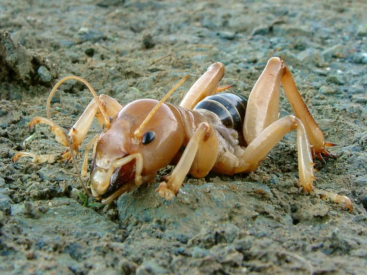 Jerusalem Crickets - photo 2