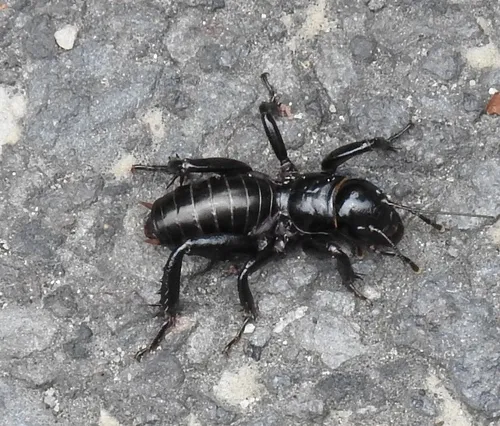 Small Jerusalem Cricket