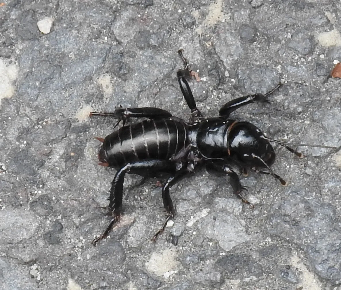 Small Jerusalem Cricket - photo 3