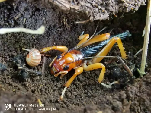Winged Jerusalem Cricket