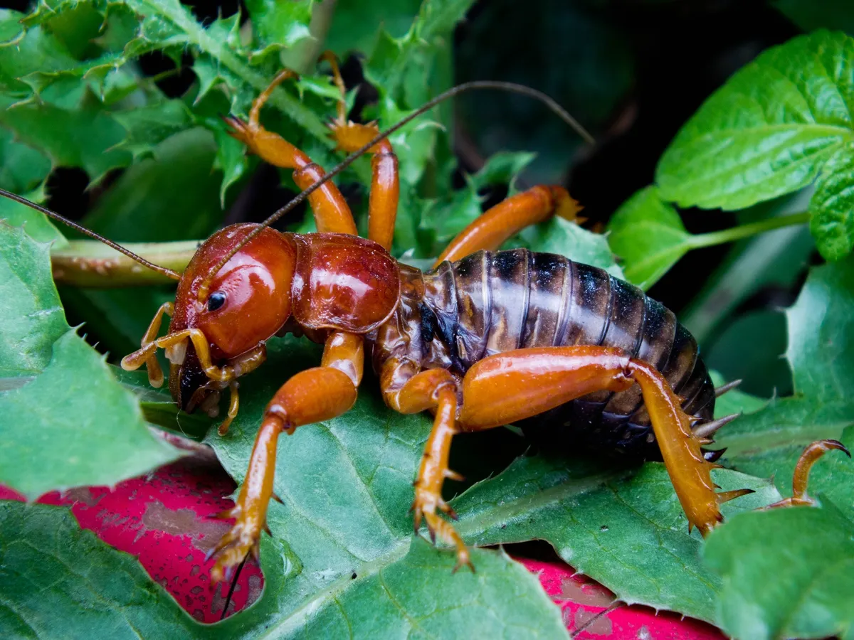 Mexican Jerusalem Cricket - photo 3