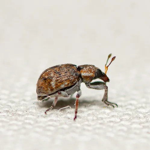 Water Fern Weevil