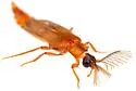 Stenophrixothrix fusca - photo 3
