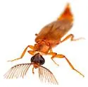 Stenophrixothrix fusca - photo 4