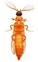Stenophrixothrix fusca - photo 5
