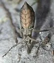 Stenopoda spinulosa - Stenopoda spinulosa