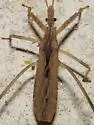 Stenopoda spinulosa - photo 2