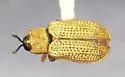 Stenopodius flavidus