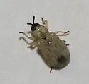 Stenopodius flavidus - photo 3