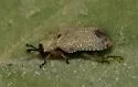 Stenopodius flavidus - photo 4