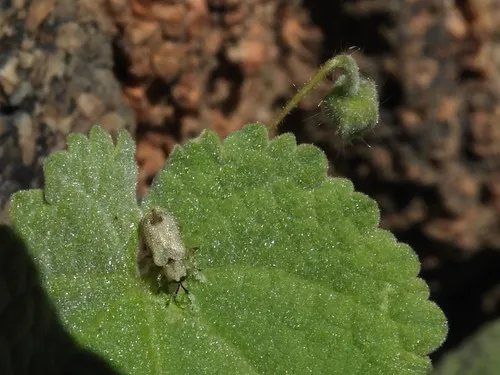 Stenopodius insularis 0