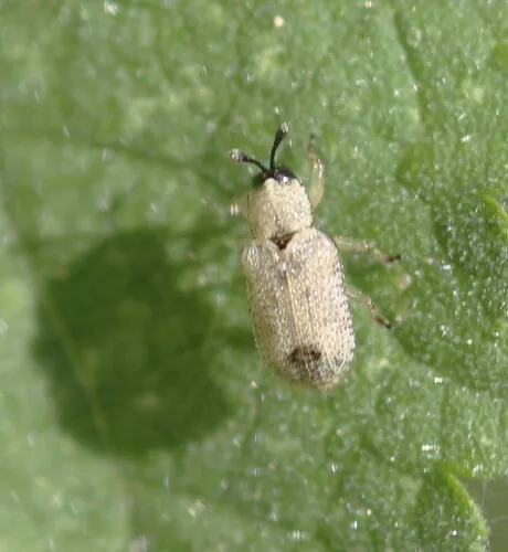 Stenopodius insularis 0 - photo 2