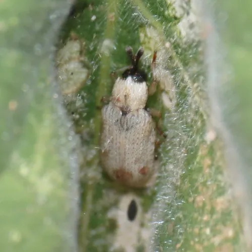 Stenopodius insularis 0 - photo 3