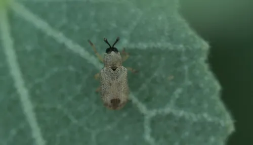 Stenopodius insularis 0 - photo 4