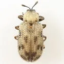 Stenopodius lateralis