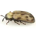 Stenopodius lateralis - photo 2