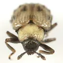 Stenopodius lateralis - photo 3