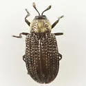 Stenopodius lateralis - photo 4