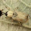 Stenopodius texanus - photo 2