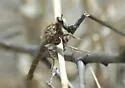 Stenopogon breviusculus - photo 2