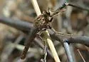 Stenopogon breviusculus - photo 3