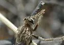 Stenopogon breviusculus - photo 4