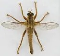 Stenopogon breviusculus - photo 5