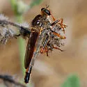Stenopogon californiae - photo 2