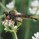 Stenopogon californiae - photo 4