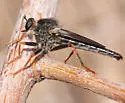 Stenopogon engelhardti - photo 2
